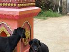 Doberman Puppies
