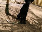 Doberman