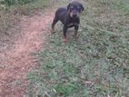 Doberman Puppy