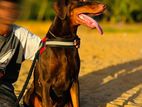 Doberman Dog