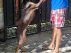 Doberman Dog