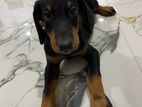 Doberman Puppies