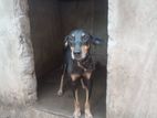 Doberman Dog