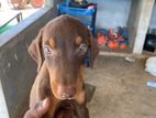 Doberman Puppy
