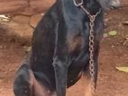 Doberman Dog