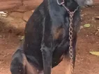 Doberman Dog