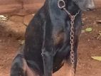 Doberman Male