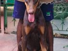 Doberman Male Crossing