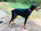 Doberman Male Dog for Crossing