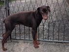 Doberman Male Dog
