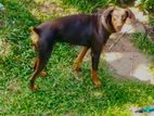 Doberman Male Dog