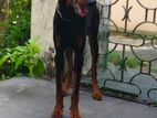 Doberman Male Dog