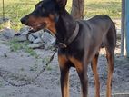 Doberman Male Dog