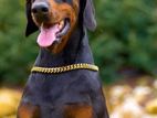 Doberman Male Dog for Crossing