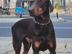 Doberman Male for Crossing