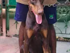 Doberman Male for Crossing