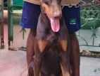 Doberman Male for Crossing