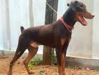 Doberman Male For Crossing