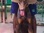 Doberman Male for Crossing