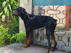 Doberman Male for Crossing