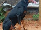 Doberman Male For Crossing