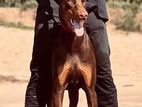 Doberman Male for Crossing Kasl Registered