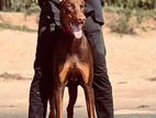 Doberman Male