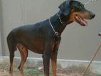 Doberman Male Dog