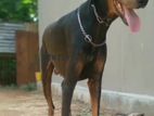 Doberman Male Dog