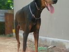 Doberman Male Dog