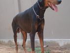 Doberman Male For Stud ( Crossing )