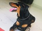 Doberman Male Looking for Home