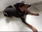 Doberman Male