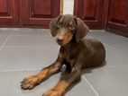 Doberman Male Puppy