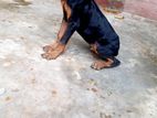 Doberman Male Puppy