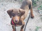 Doberman Mix Puppy