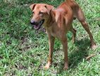 Doberman mixed dog