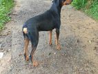 Doberman Dog for Crossing