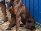 doberman pinscher