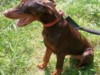 Doberman Pinscher Puppy