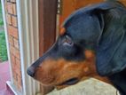Doberman Dog