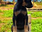 Doberman Pinscher