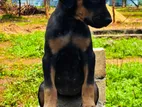 Doberman Pinscher