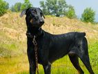 Doberman Pinscher