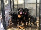 Doberman Puppies