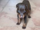 Doberman Puppies