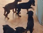 Doberman Puppies