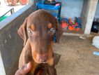 Doberman Puppies