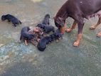 Doberman Puppies