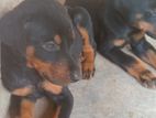 Dobermann Puppies